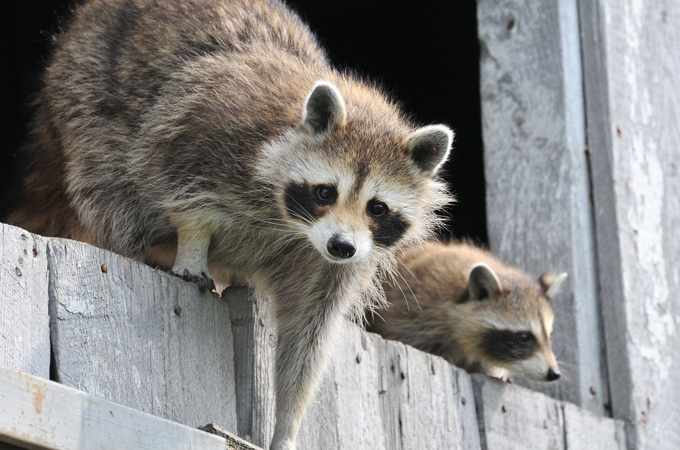 Waschbär
