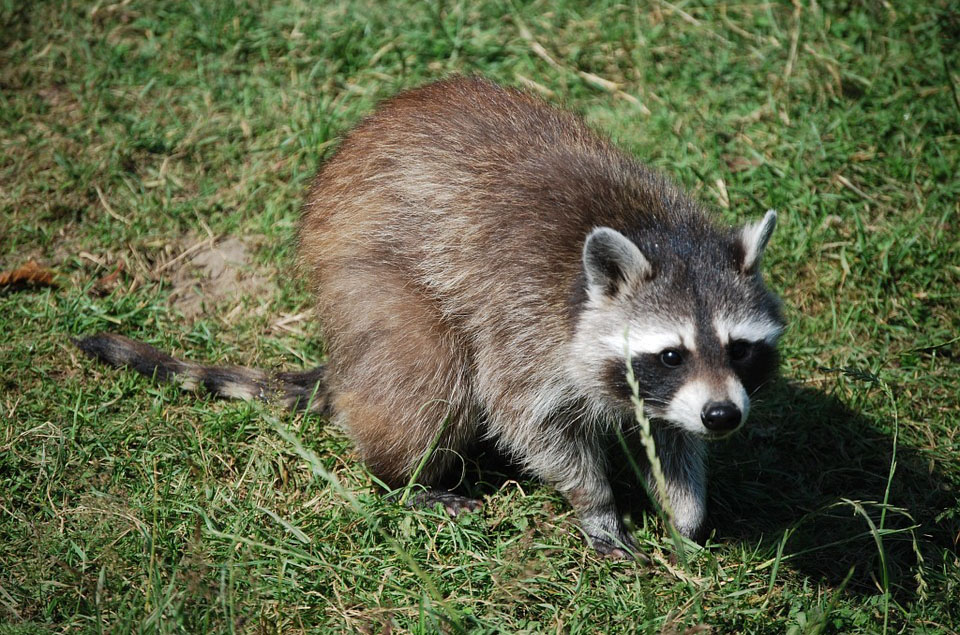 Waschbär
