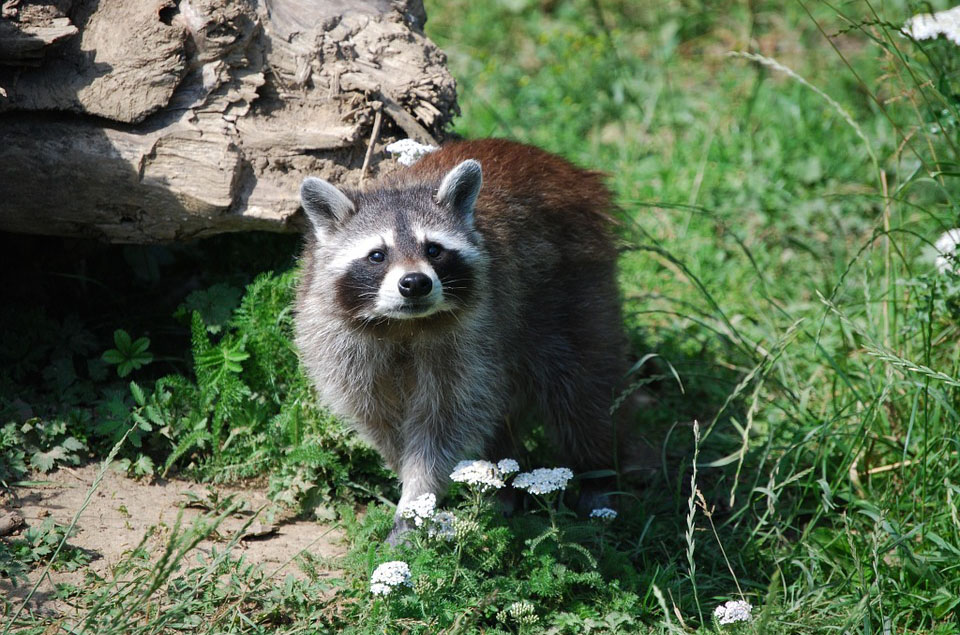 Waschbär