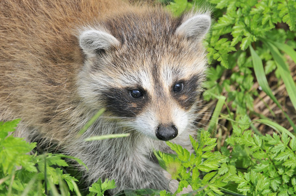 Waschbär