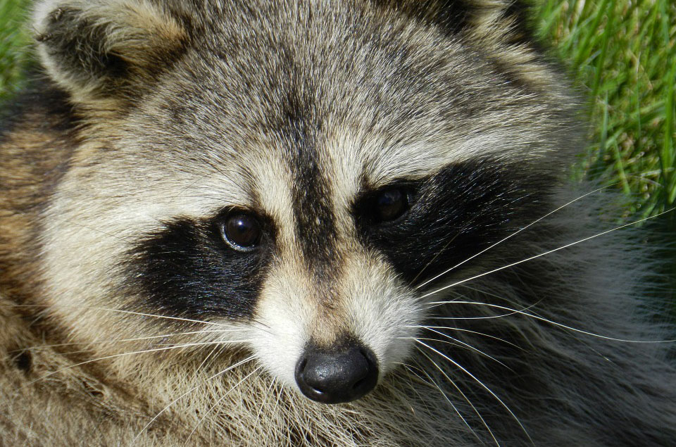 Waschbär