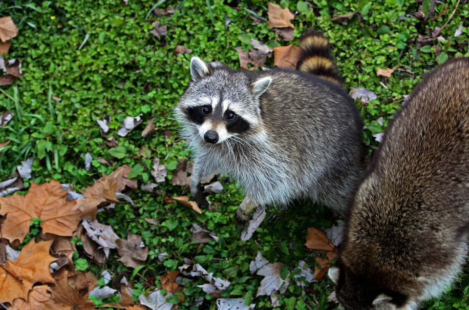 Waschbär