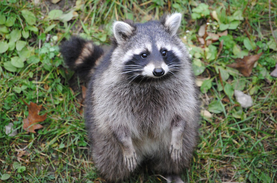 Waschbär