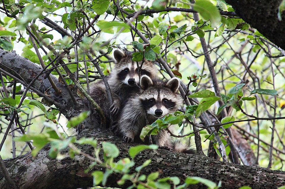 Waschbär