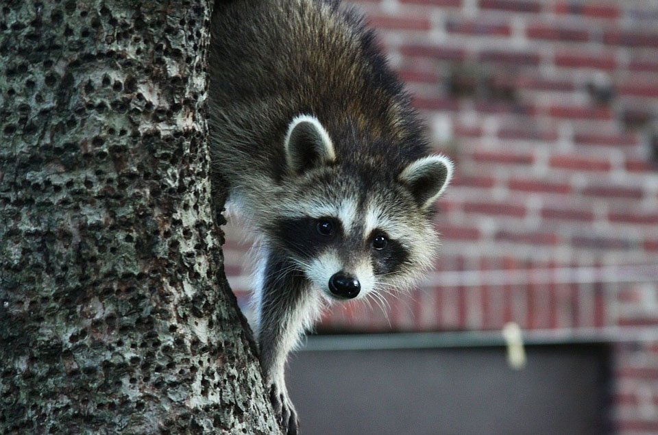 Waschbär
