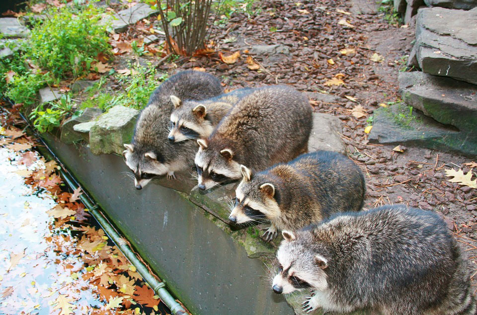 Waschbär
