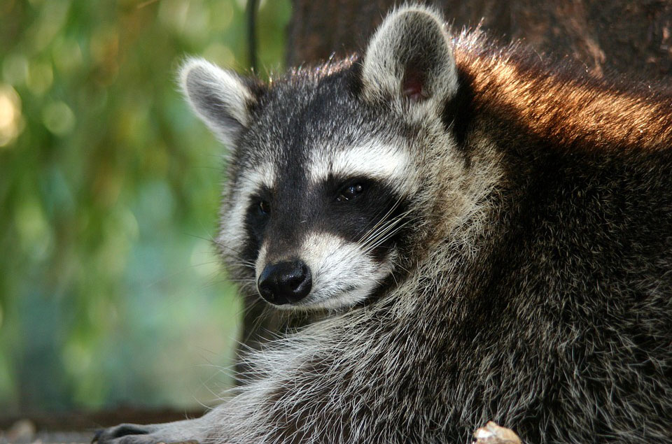 Waschbär