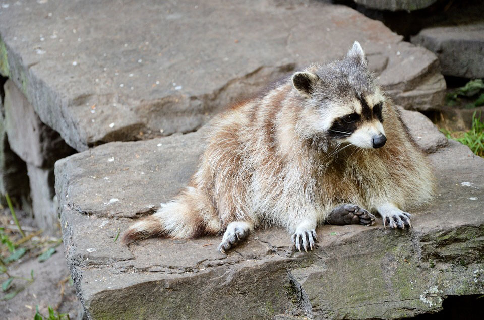 Waschbär
