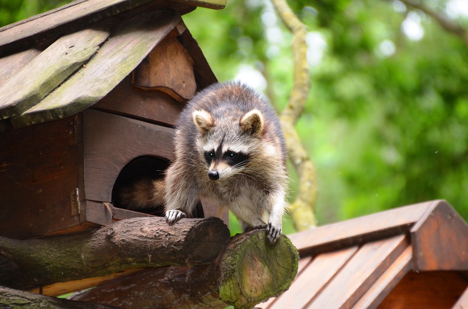 Waschbär