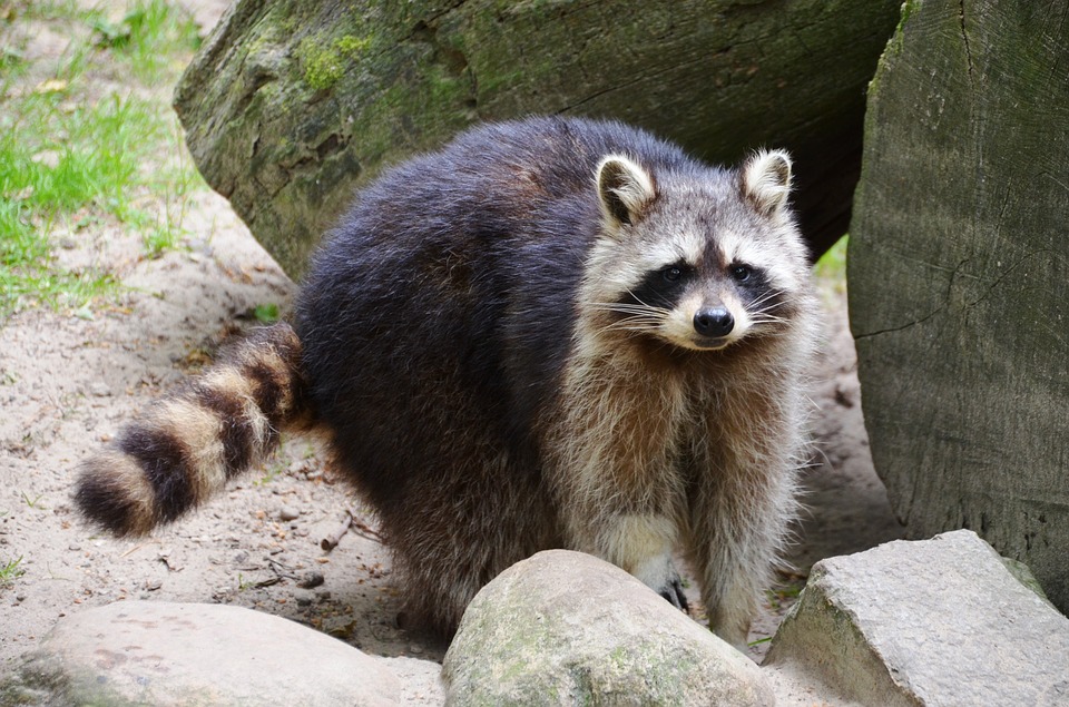 Waschbär