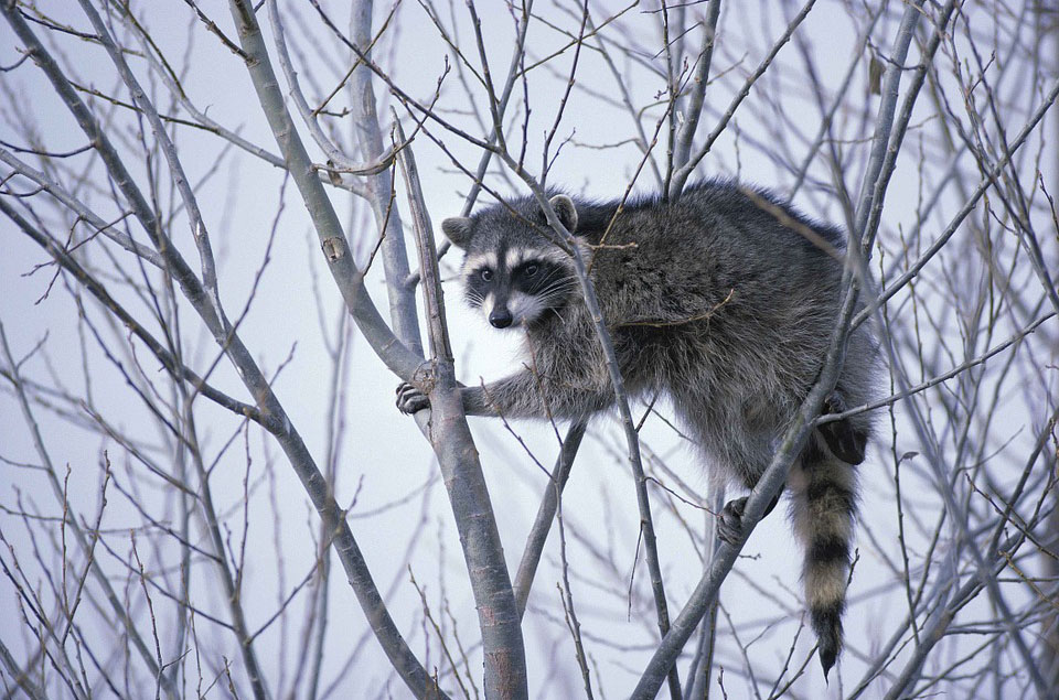 Waschbär
