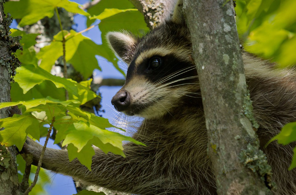 Waschbär