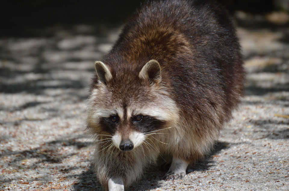 Waschbär