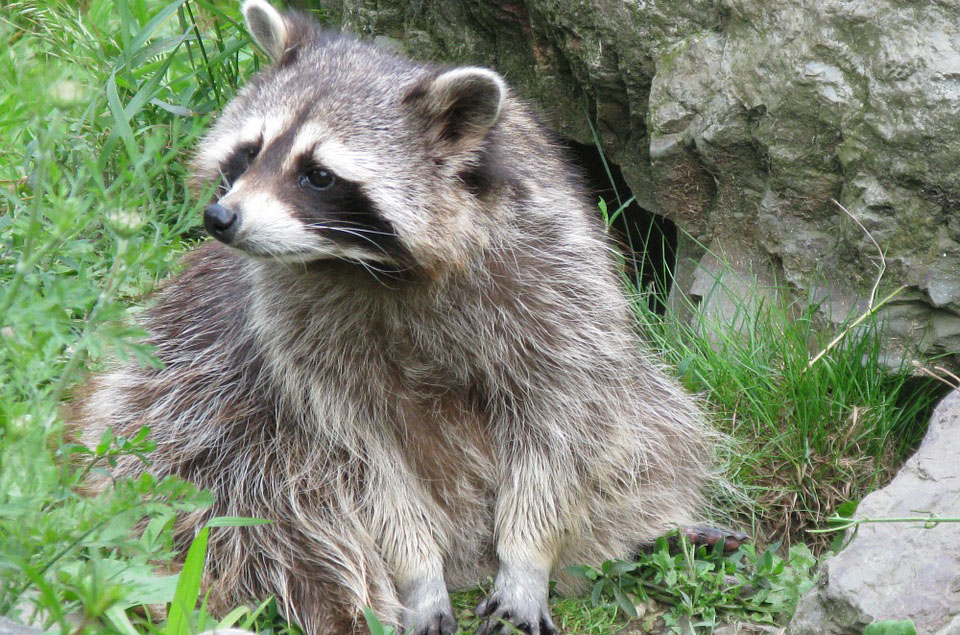 Waschbär