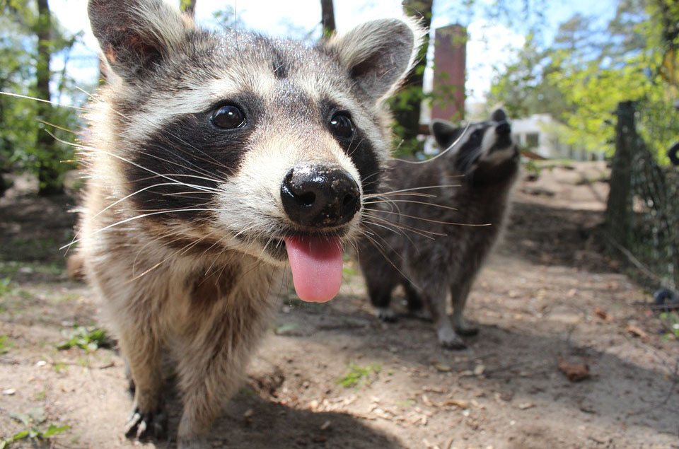 Waschbär