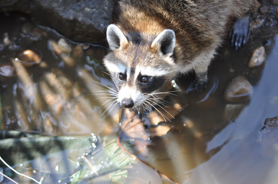 Waschbär