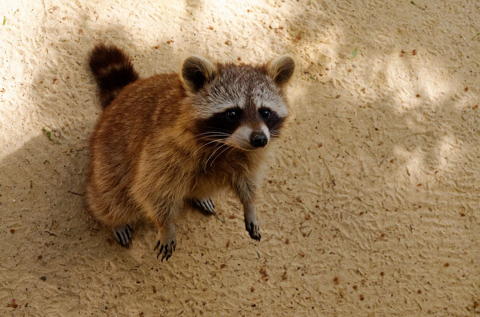 Waschbär