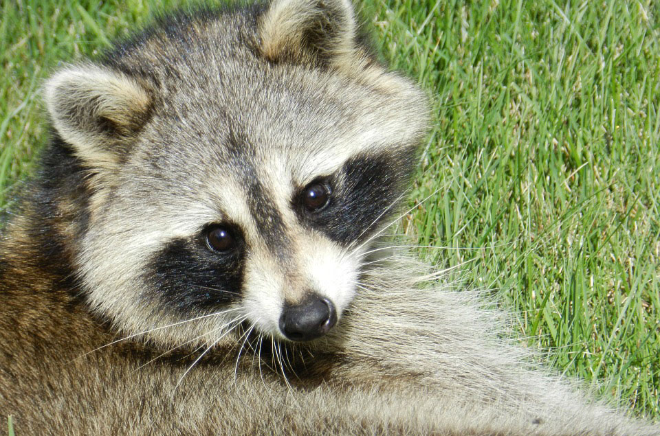 Waschbär