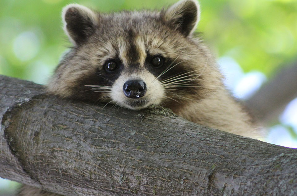Zufälliger Waschbär