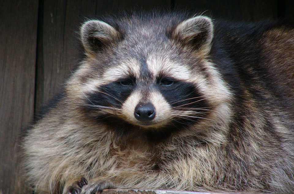 Waschbär