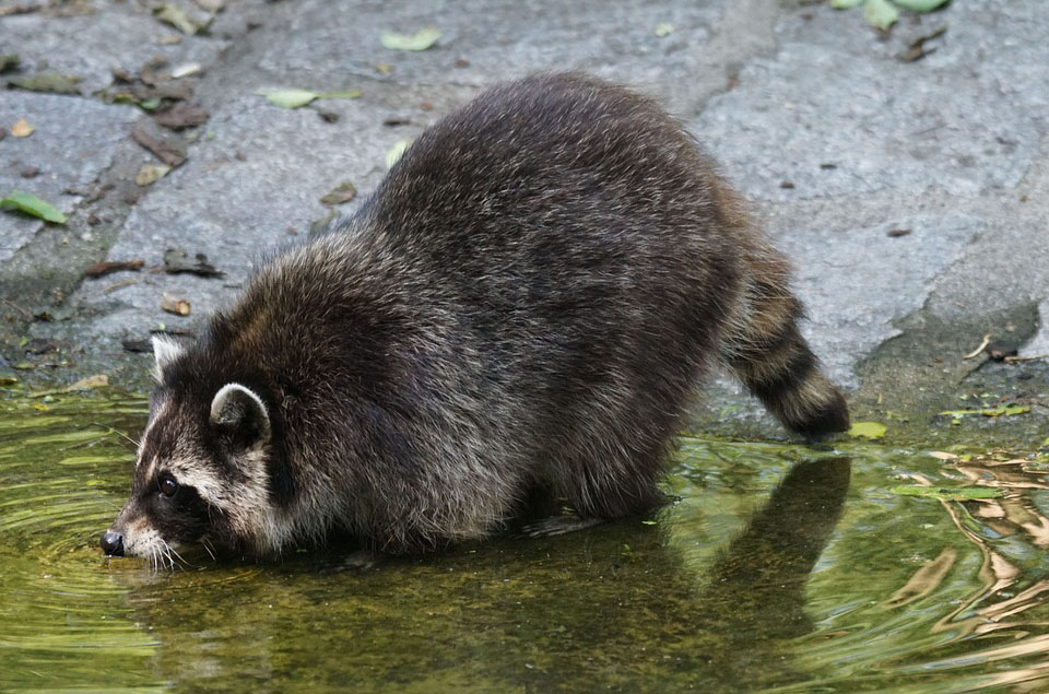 Waschbär