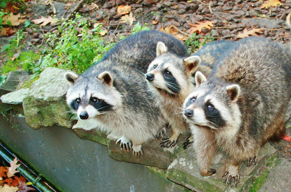 Waschbär