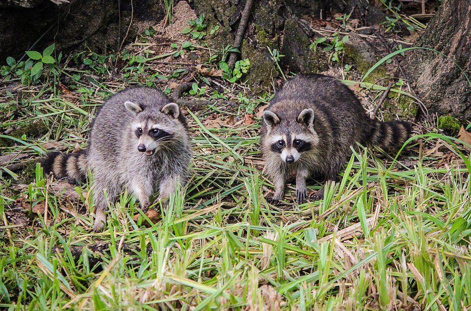 Waschbär