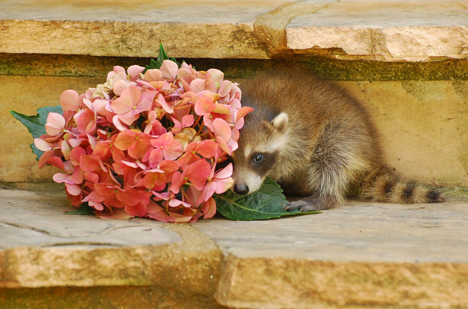 Waschbär